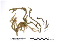 藏品(尖葉耳平苔)的圖片